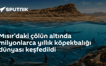 köpekbalığı dişleri