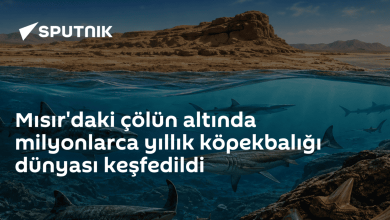 köpekbalığı dişleri