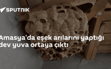 eşek arısı yuvası