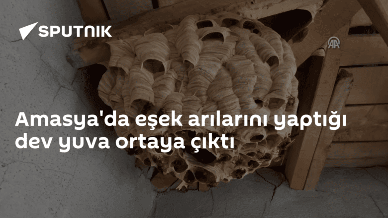 eşek arısı yuvası