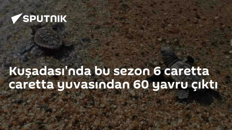caretta caretta