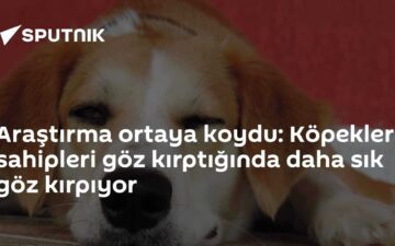 köpek göz kırpma