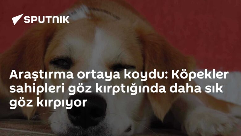 köpek göz kırpma