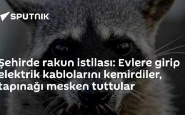 rakun istilası
