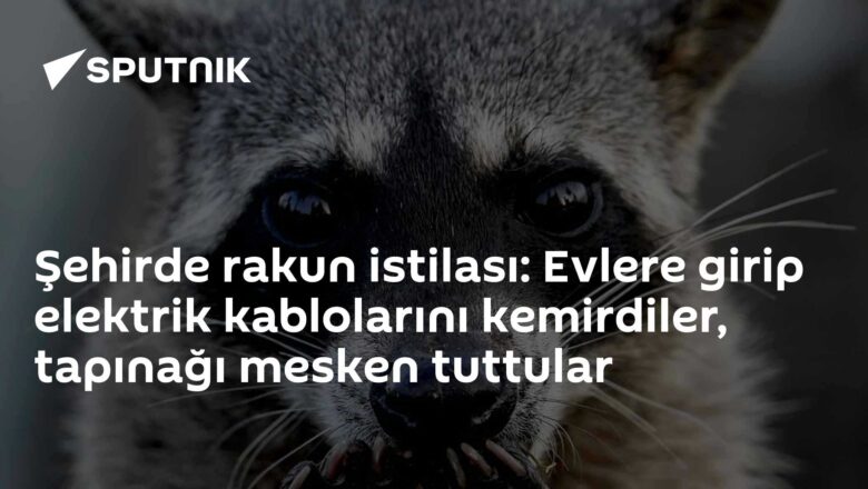 rakun istilası