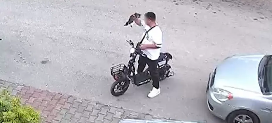 Bolu Yavru Kedi