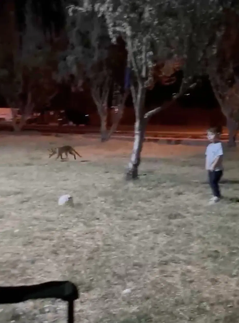 Tilki Çaldı