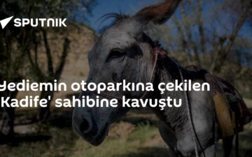 Kadife eşek
