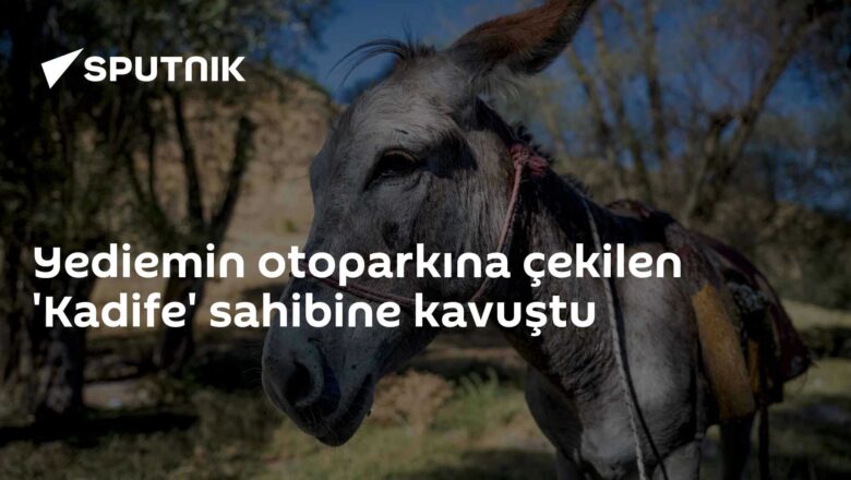 Kadife eşek