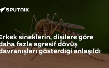 meyve sineği beyin haritası