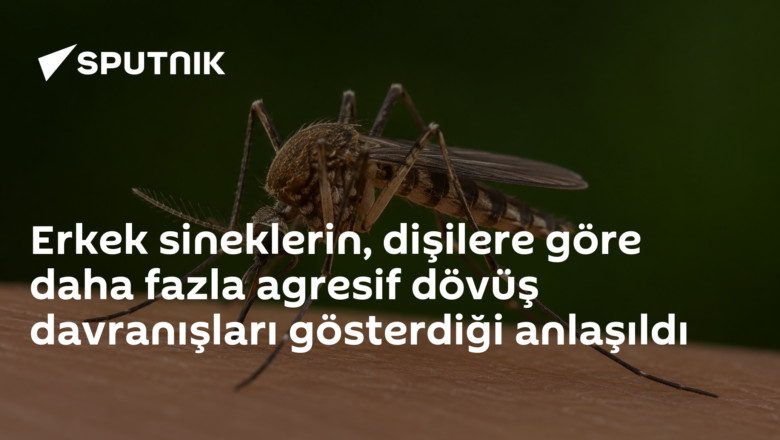 meyve sineği beyin haritası