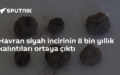 Havran siyah incir