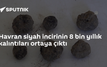 Havran siyah incir