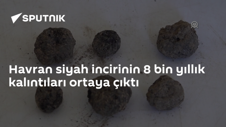 Havran siyah incir