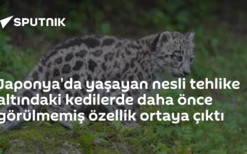 kısa kuyruk