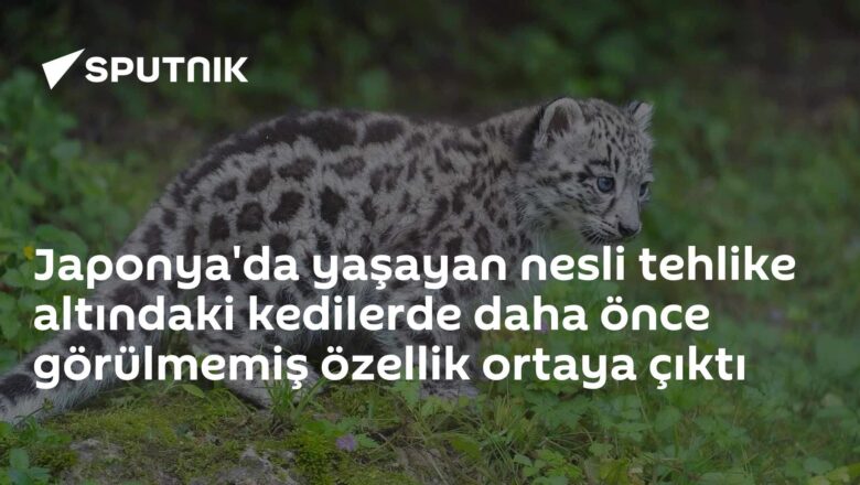 kısa kuyruk