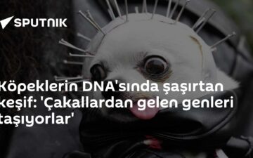Chihuahua genetik araştırma