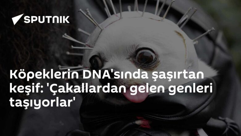 Chihuahua genetik araştırma