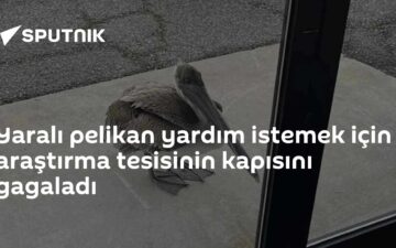 yaralı pelikan