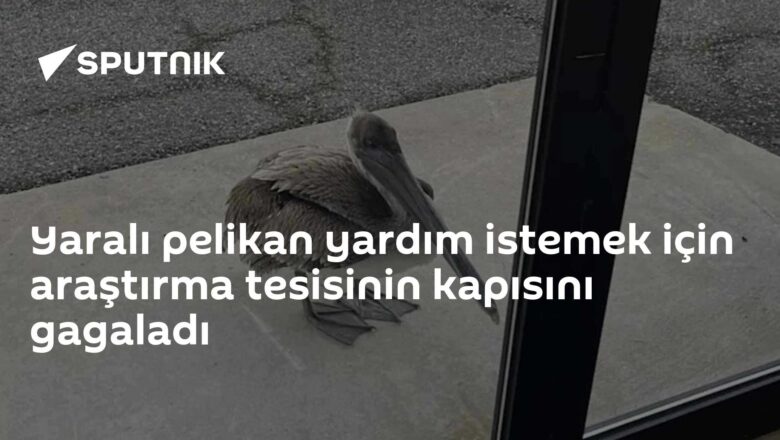 yaralı pelikan